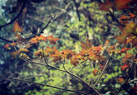 6 vung la phong tuyet dep khap ca nuoc hinh anh