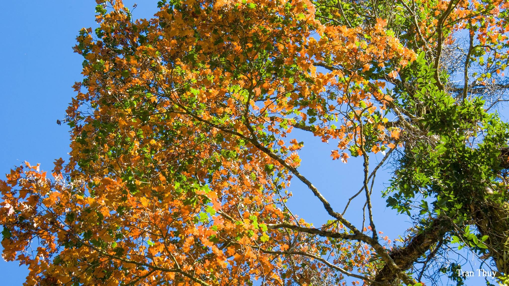 Những cánh rừng phong tuyệt đẹp ảnh 4 Nhung canh rung phong tuyet dep anh 4