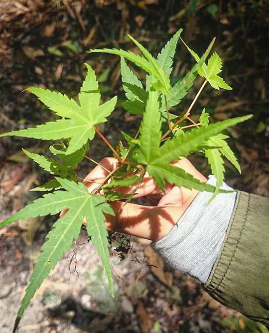 Những cánh rừng phong tuyệt đẹp ảnh 5 Nhung canh rung phong tuyet dep anh 5