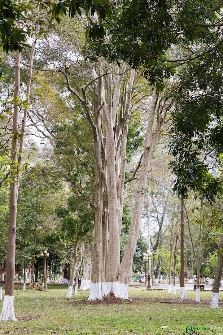 Khám phá thành phố Buôn Ma Thuột ảnh 18 Kham pha thanh pho Buon Ma Thuot anh 18