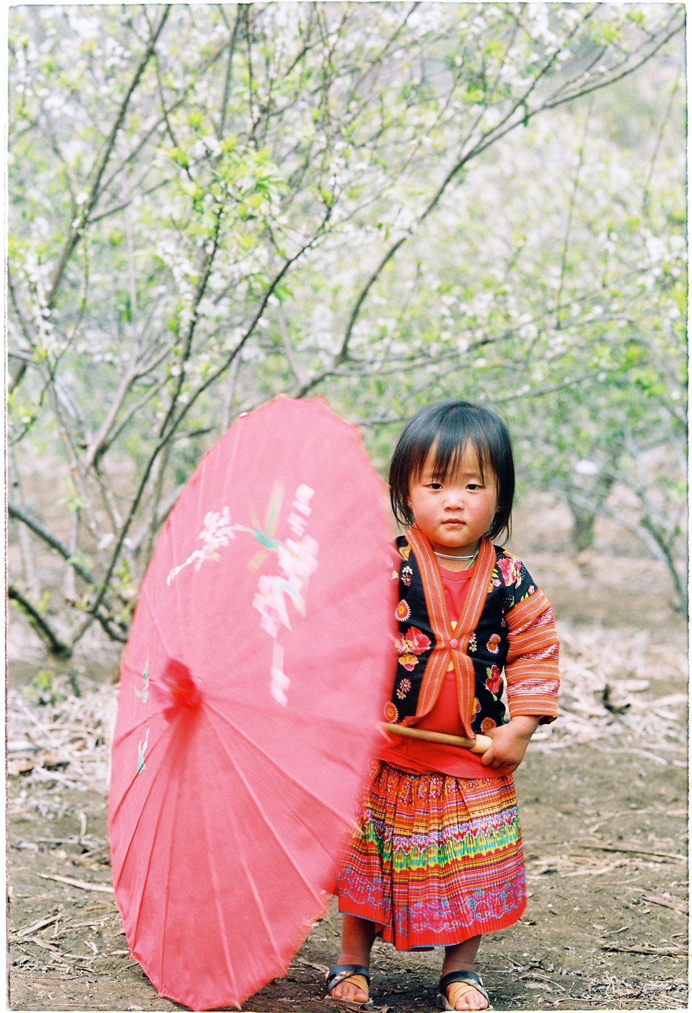 Mai anh dao Moc Chau anh 13