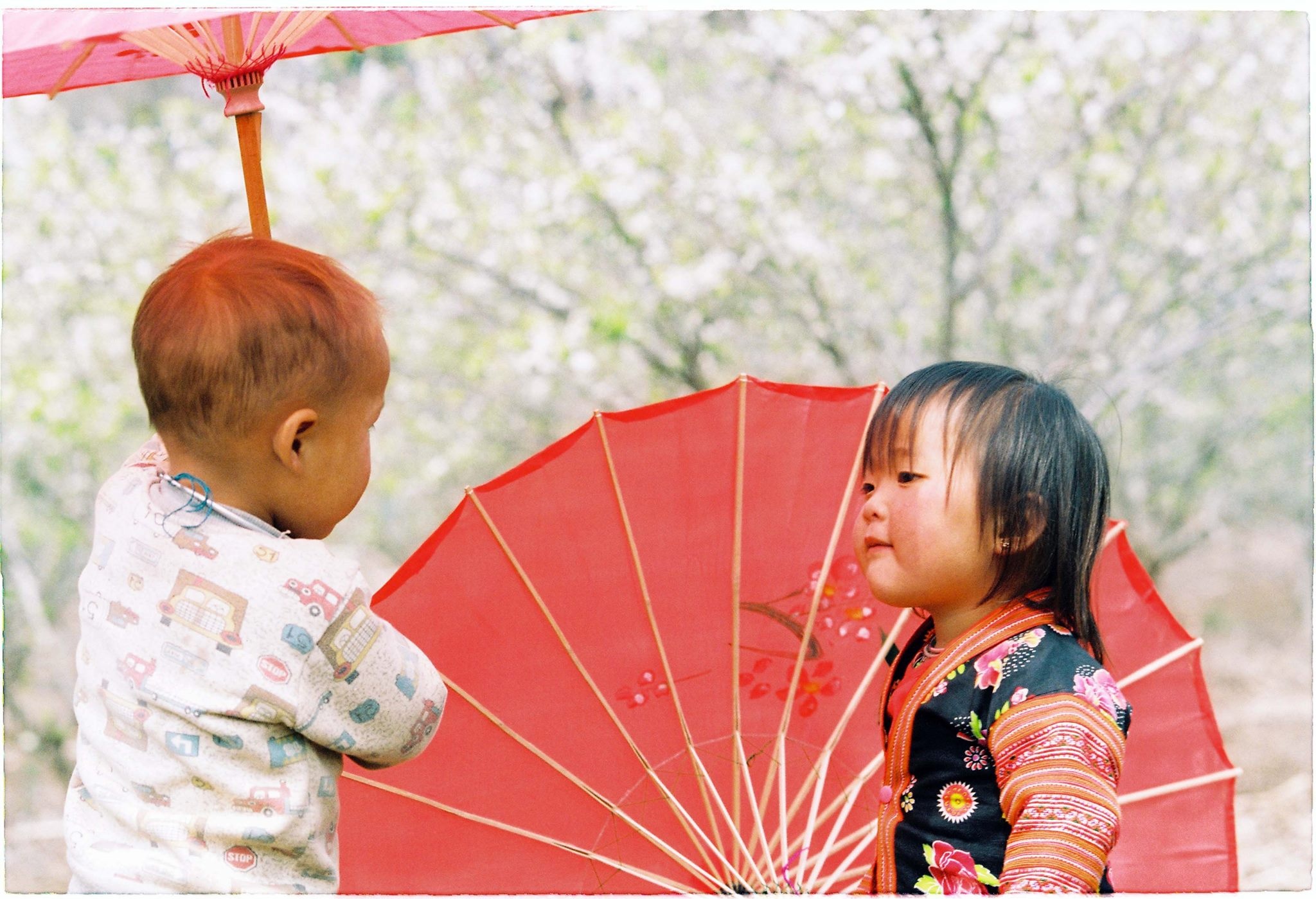 Mai anh dao Moc Chau anh 14