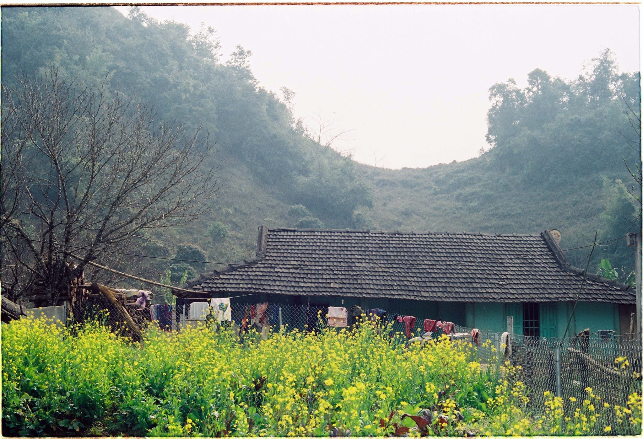 Mai anh dao Moc Chau anh 16