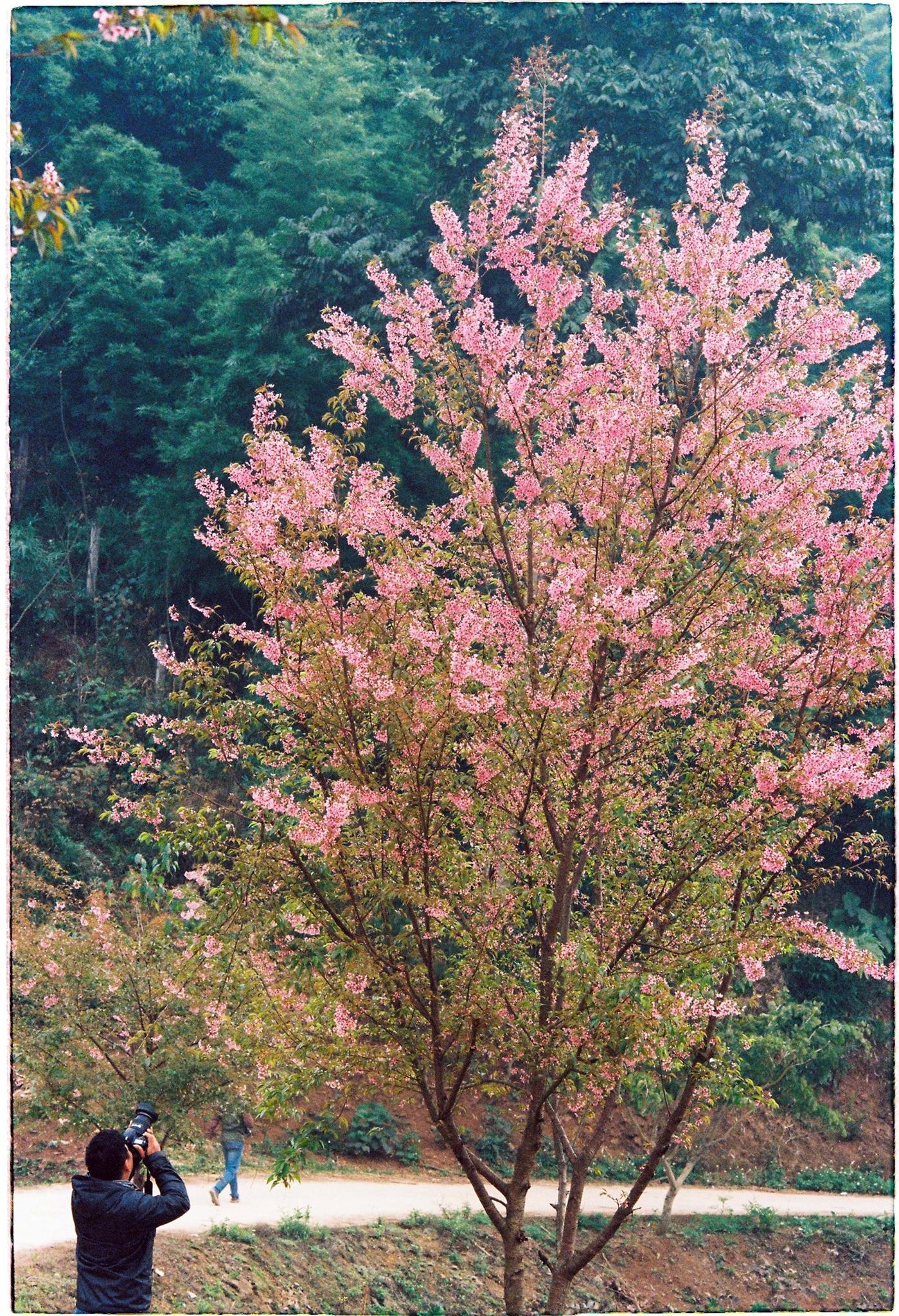 Mai anh dao Moc Chau anh 2