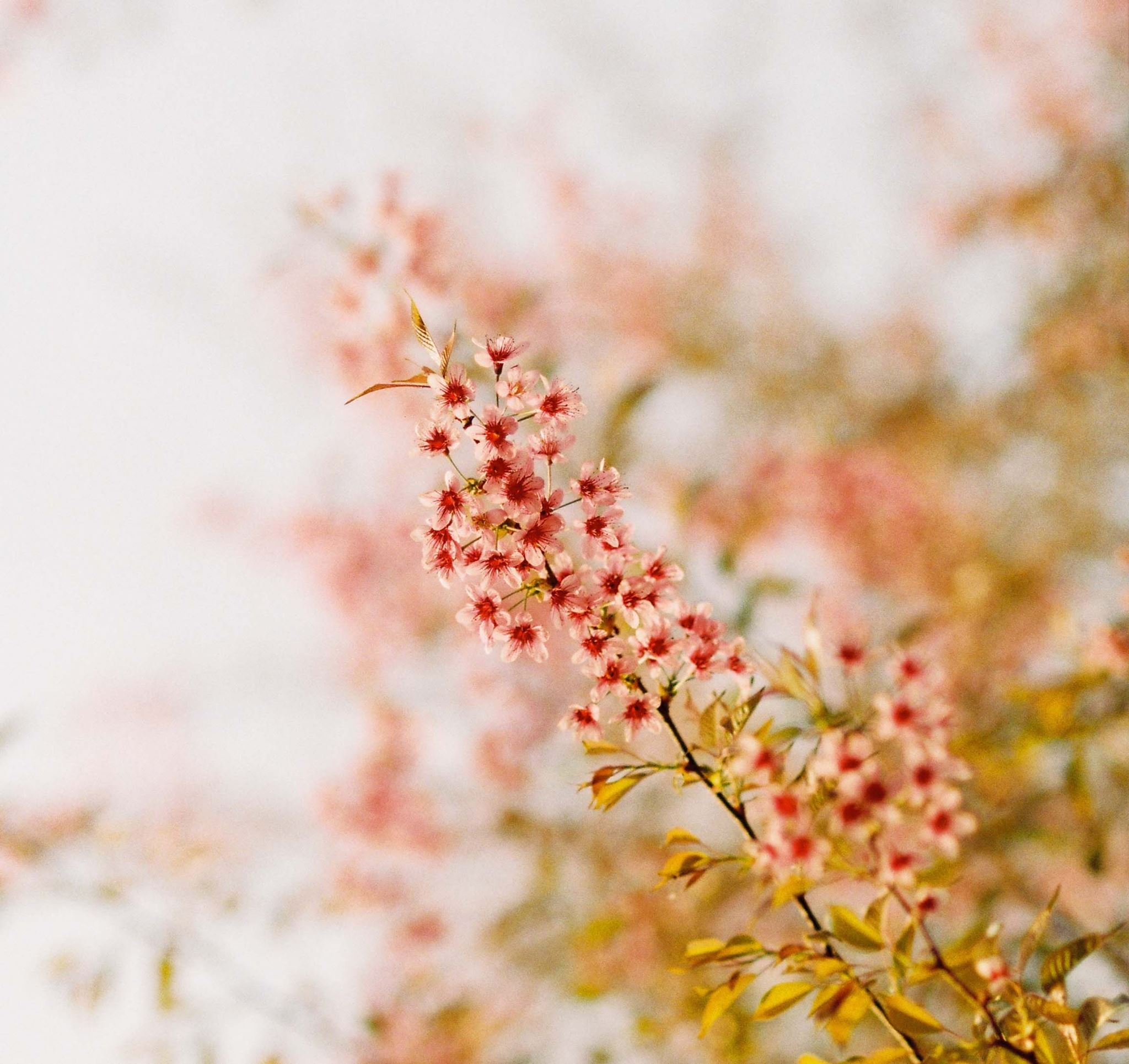 Mai anh dao Moc Chau anh 5