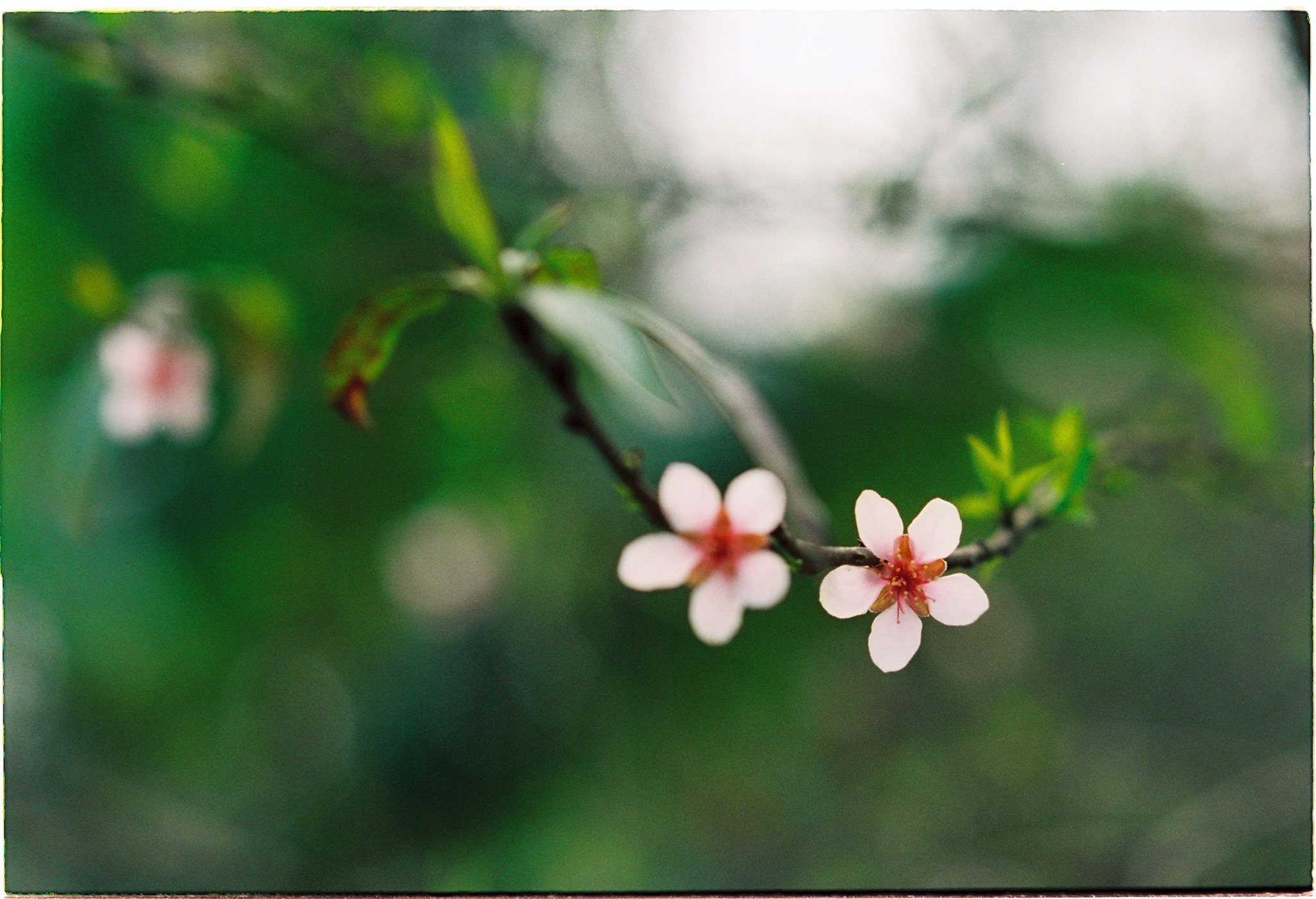 Mai anh dao Moc Chau anh 6