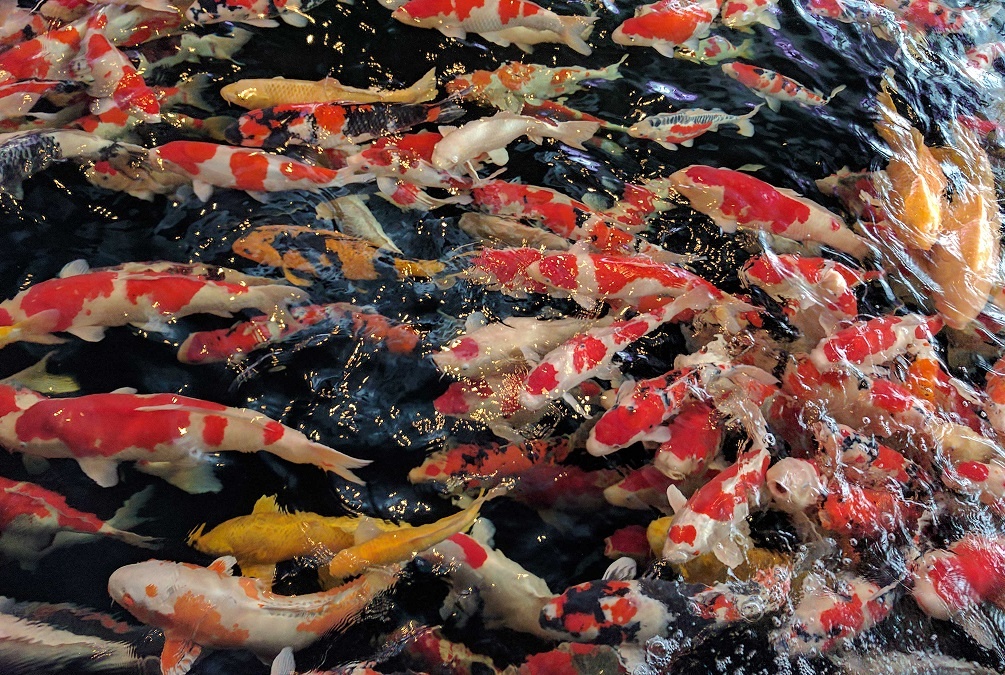 Toi thu phu ca koi o Nhat Ban hinh anh