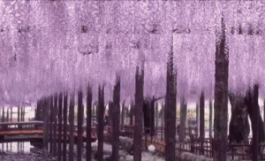 Duong ham hoa tu dang huyen ao nhat the gioi hinh anh