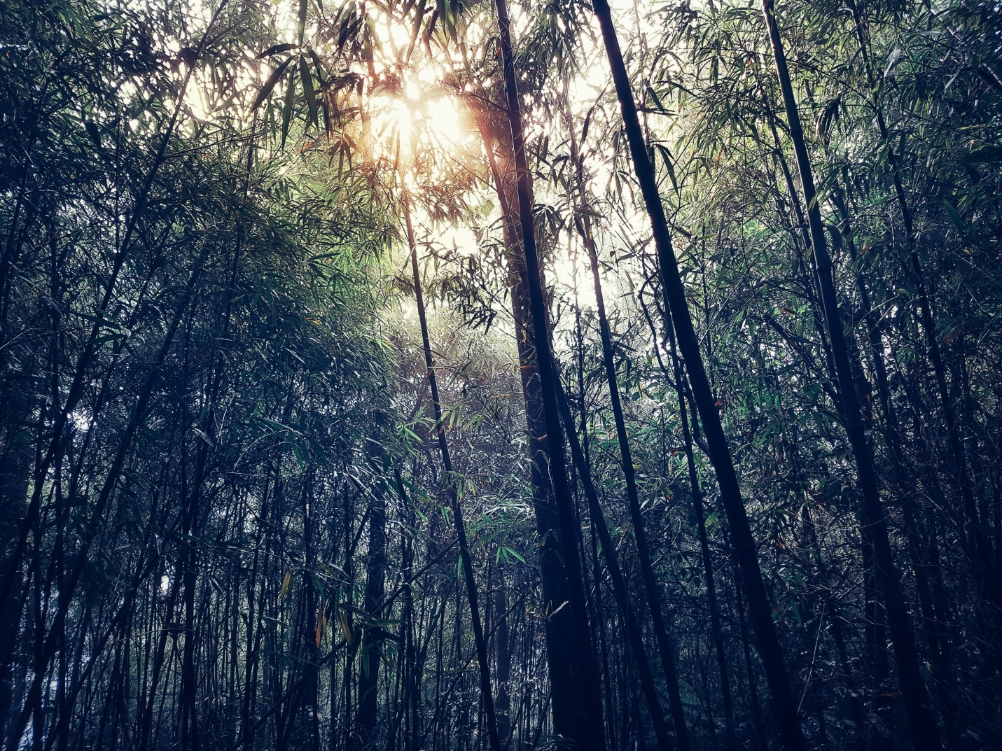 Phuot 3 dinh Tam Dao anh 9