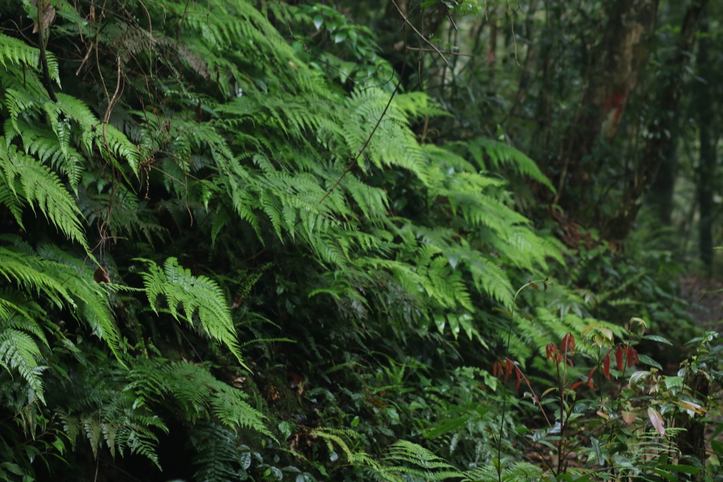 Phuot 3 dinh Tam Dao anh 4