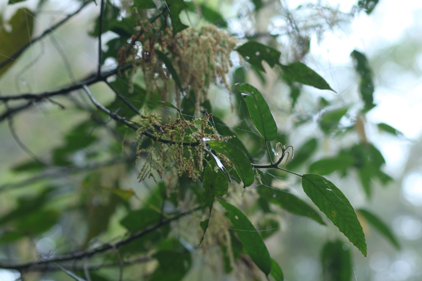 Phuot 3 dinh Tam Dao anh 5