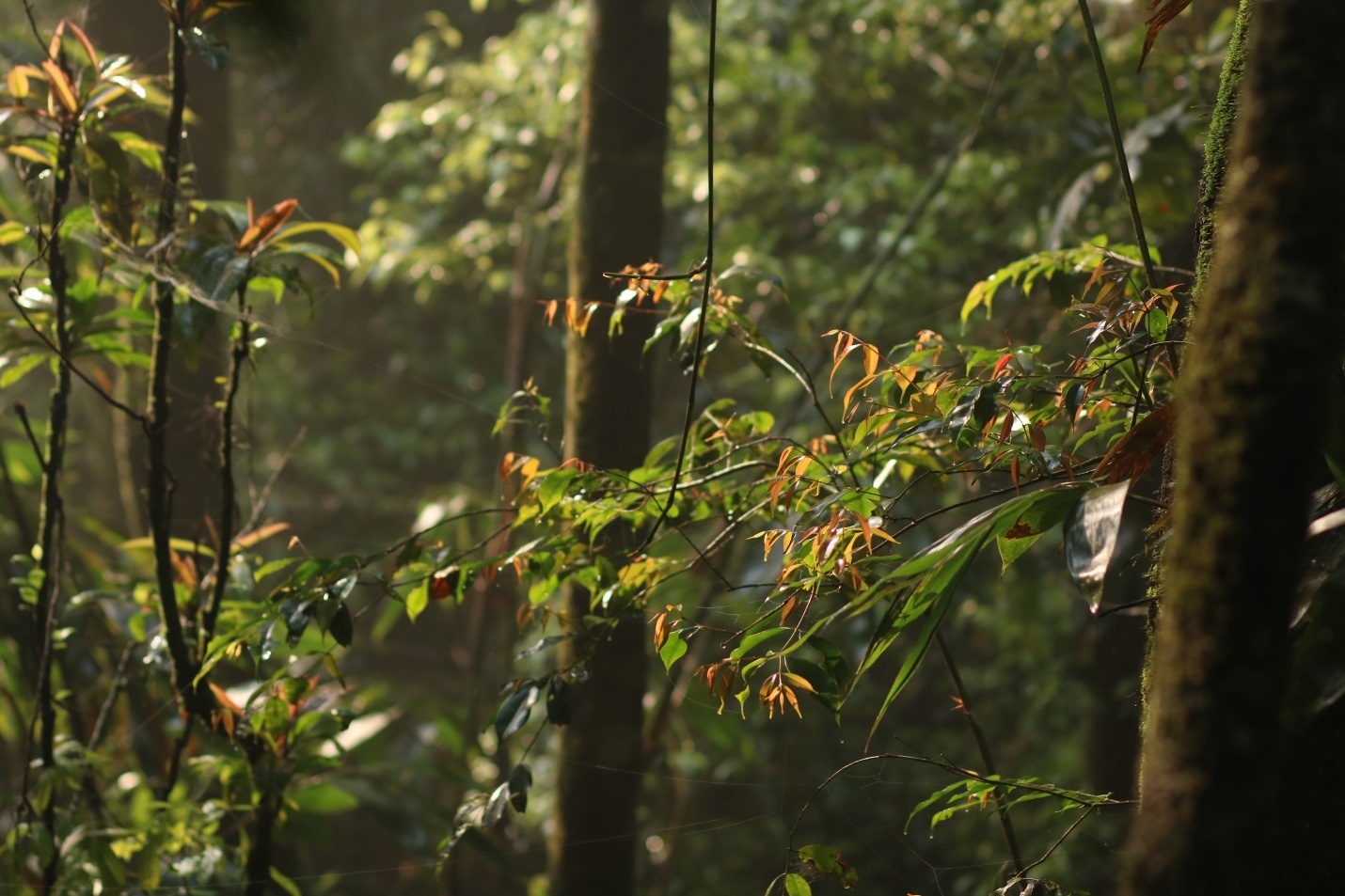 Phuot 3 dinh Tam Dao anh 6