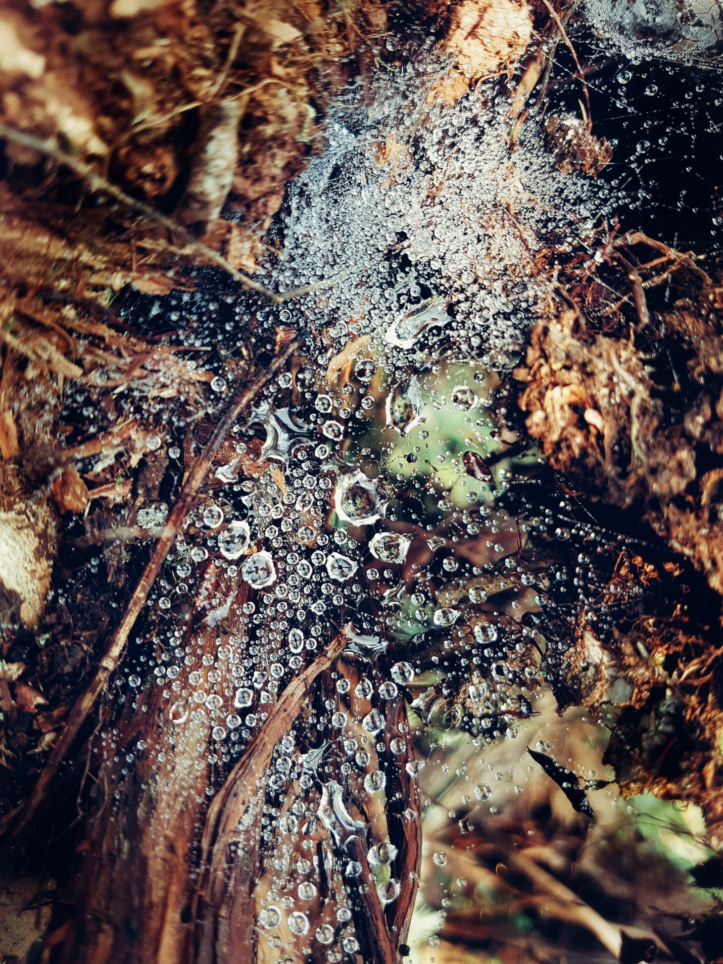 Phuot 3 dinh Tam Dao anh 8