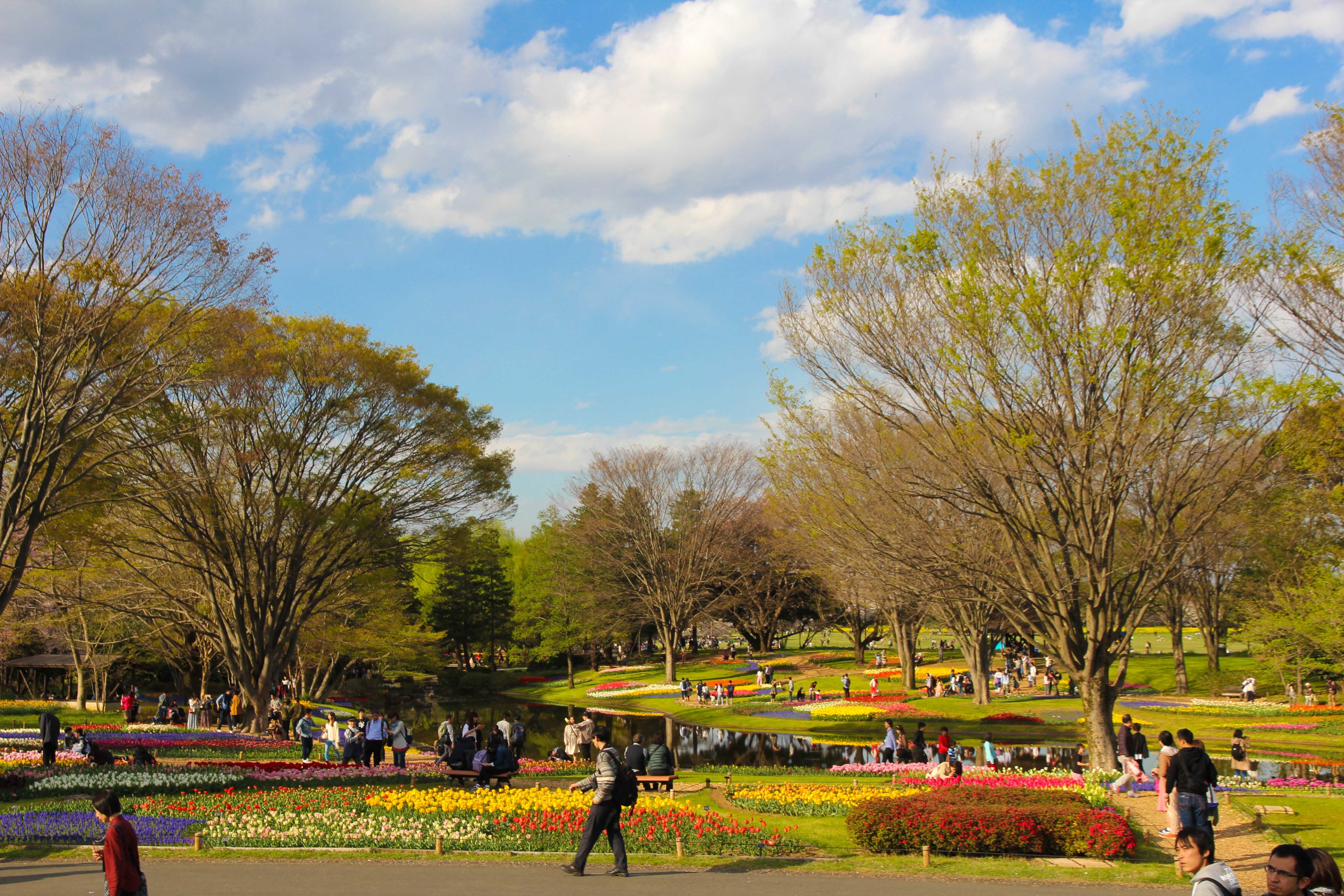 Thien duong hoa Nhat Ban anh 1