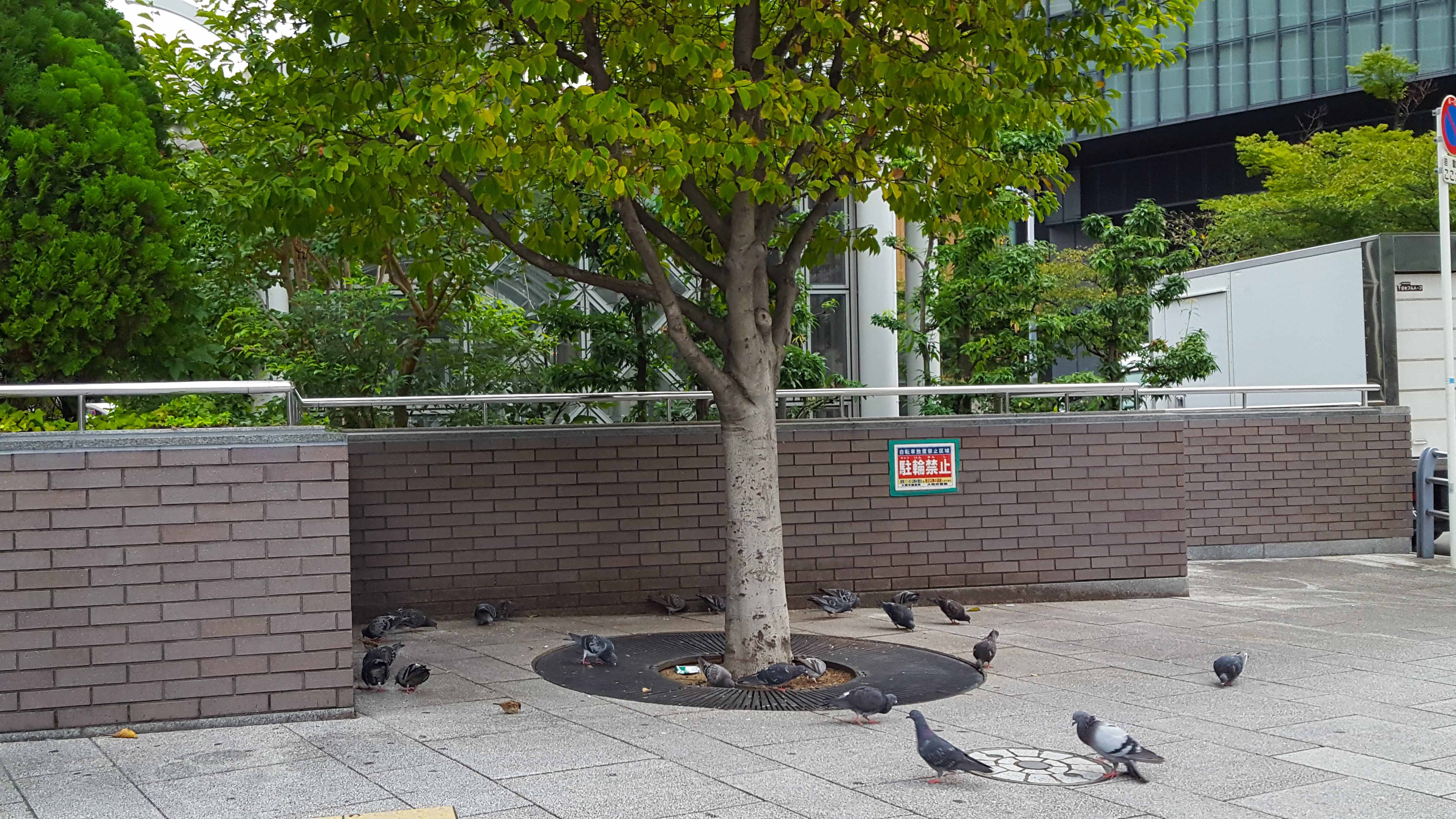 Du lịch Nhật Bản ảnh 4 Du lich Nhat Ban anh 4