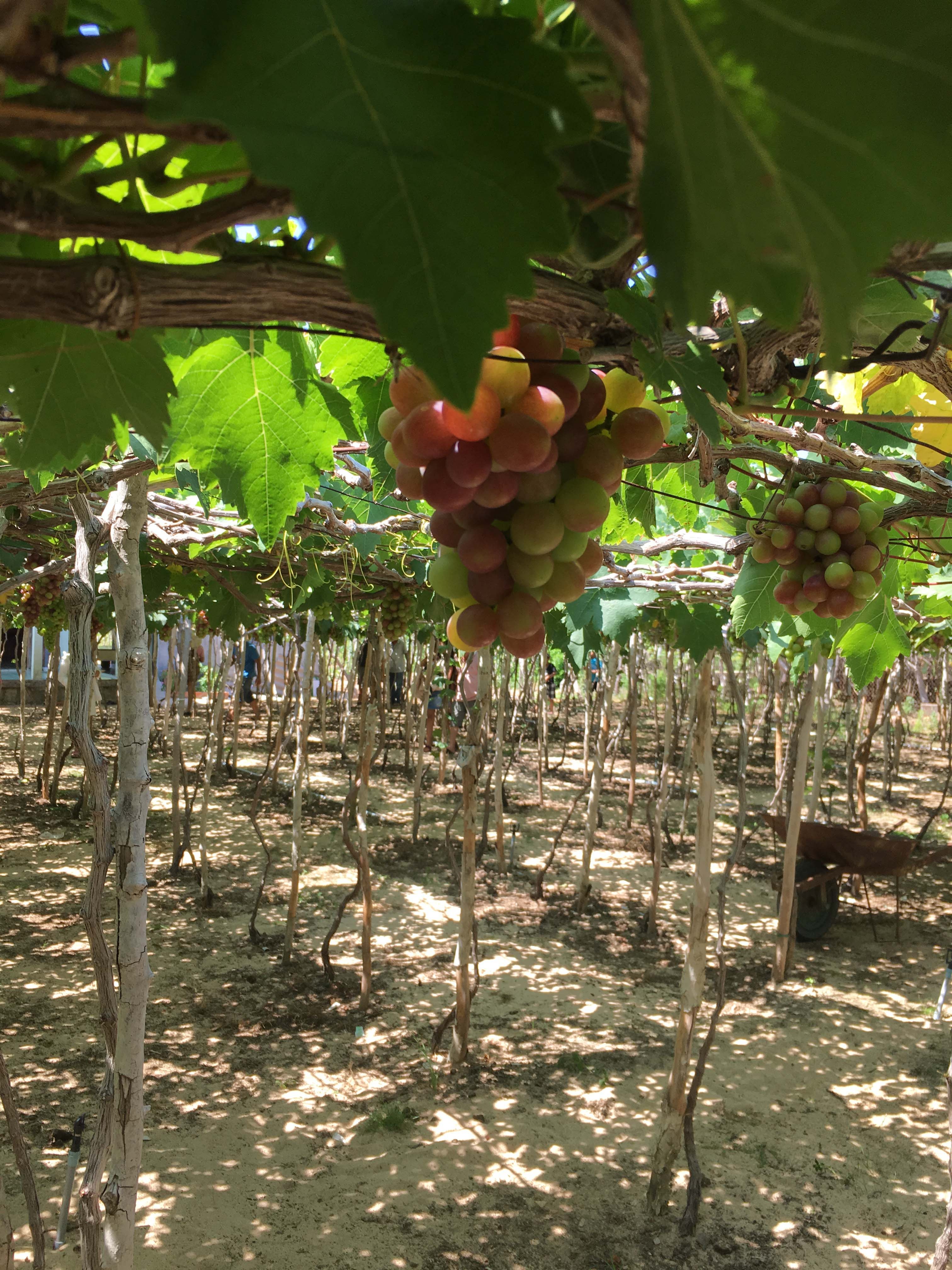 Phan Rang Thap Cham anh 10