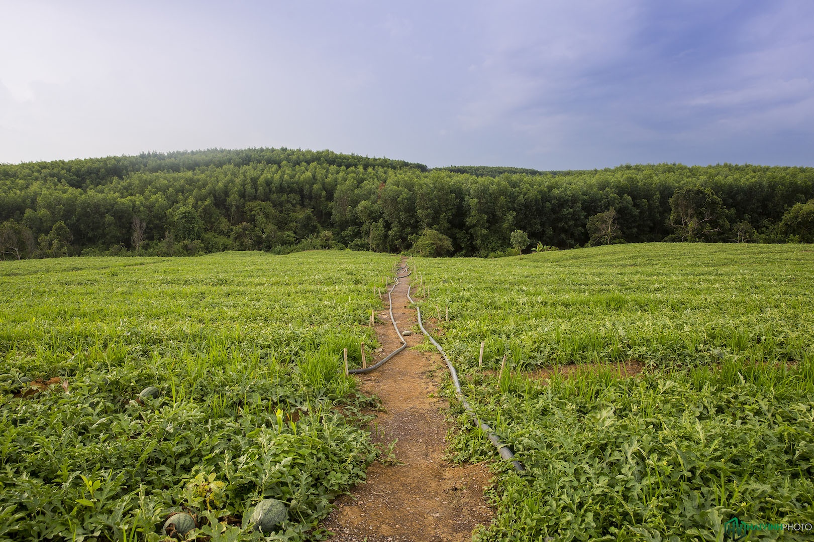 Hanh trinh trekking xuyen rung anh 10