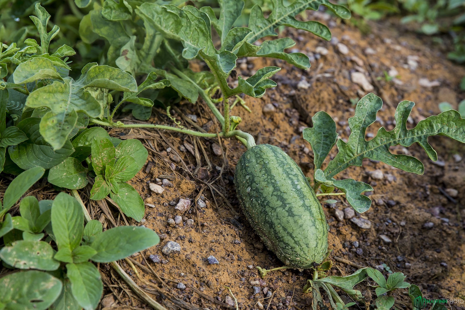 Hanh trinh trekking xuyen rung anh 11