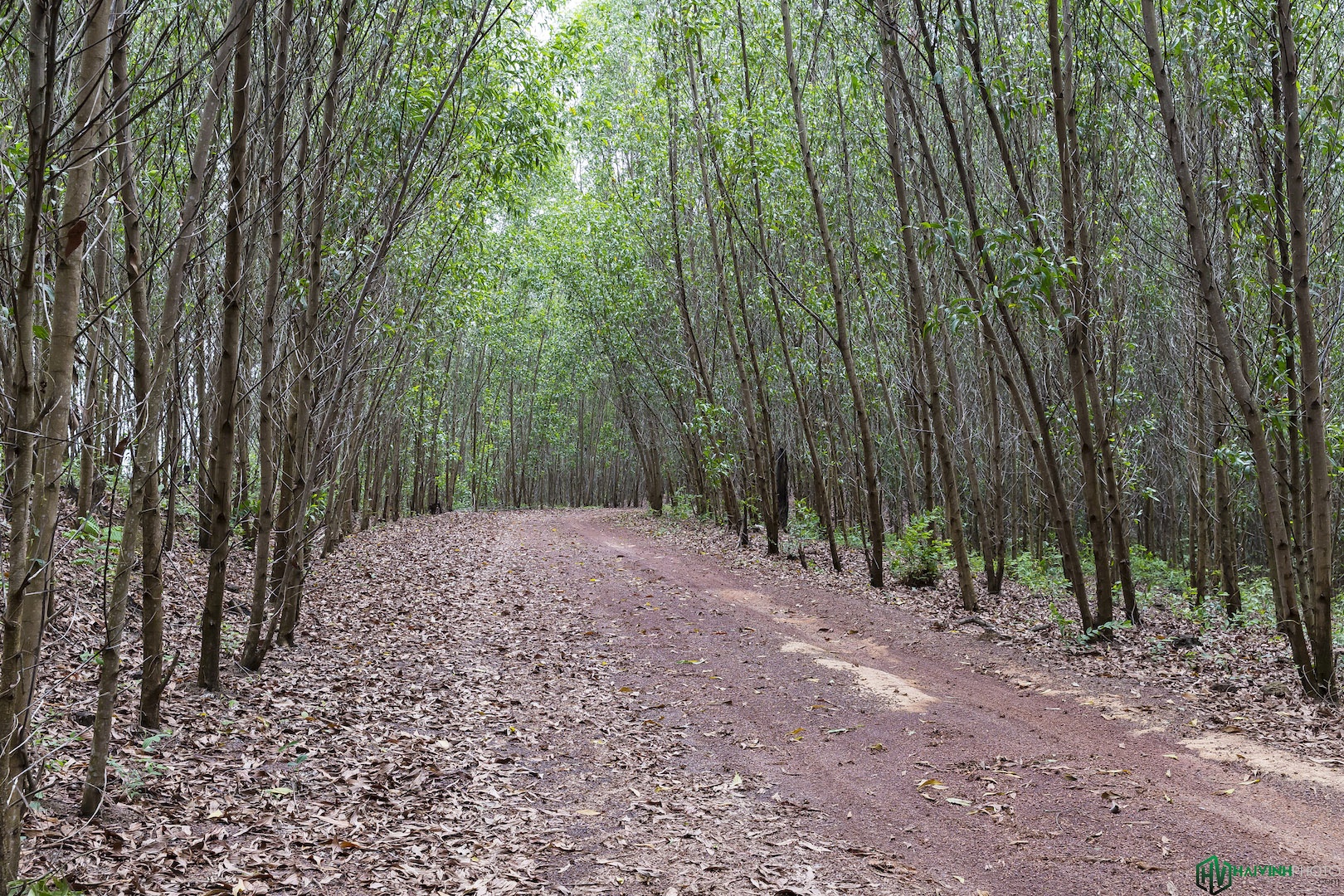 Hanh trinh trekking xuyen rung anh 3