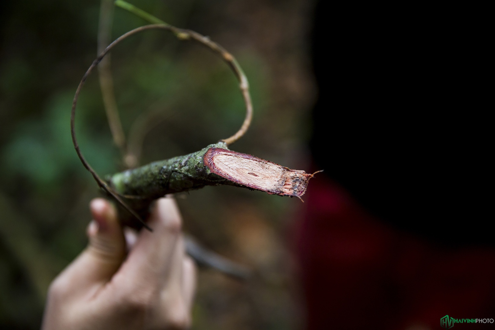 Hanh trinh trekking xuyen rung anh 7