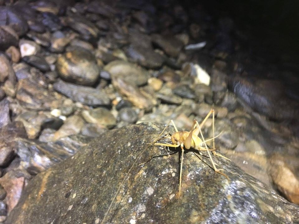 Hanh trinh kham pha hang Tham Phay anh 4