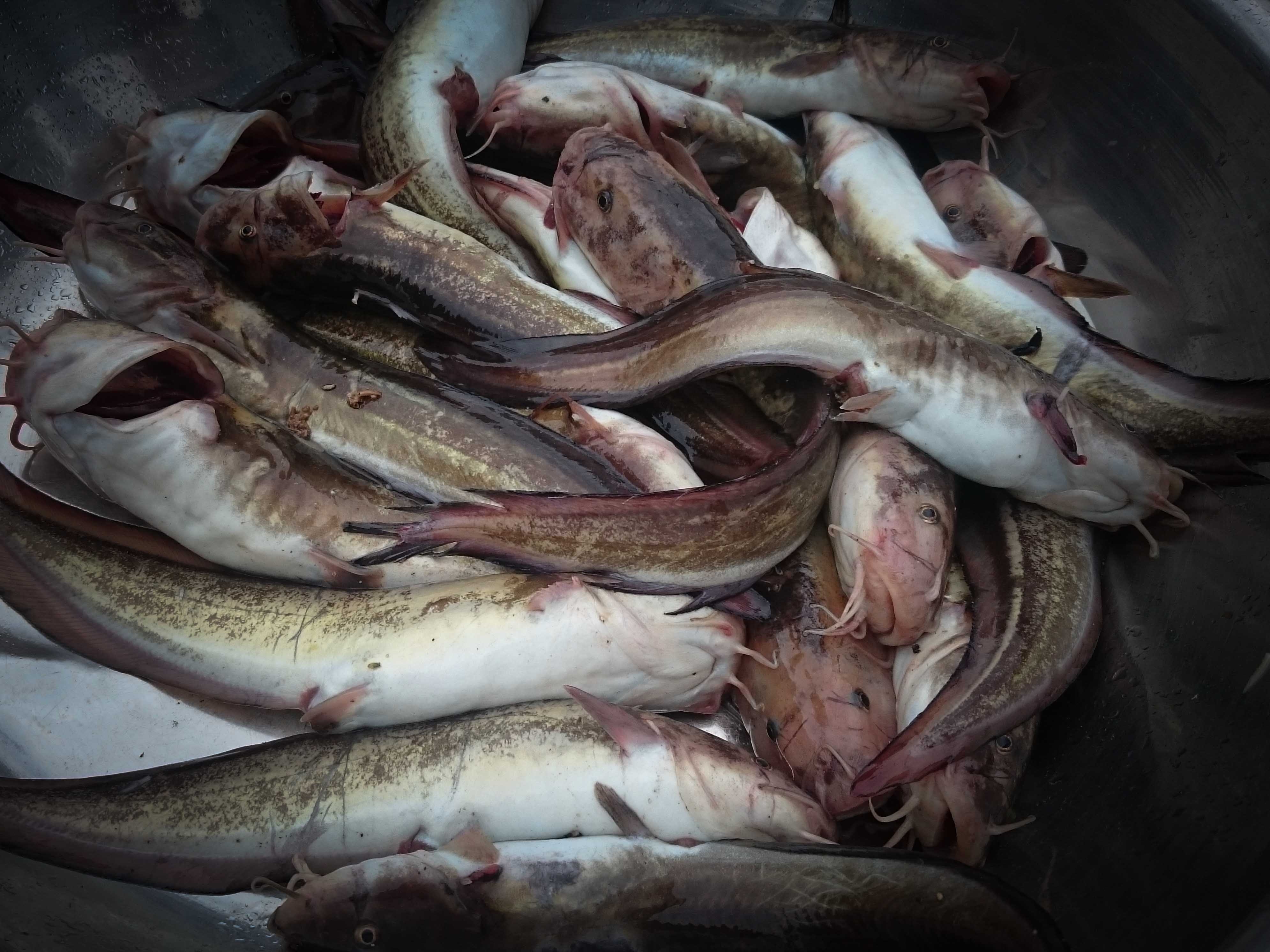 Du lich dao Phu Quy anh 6