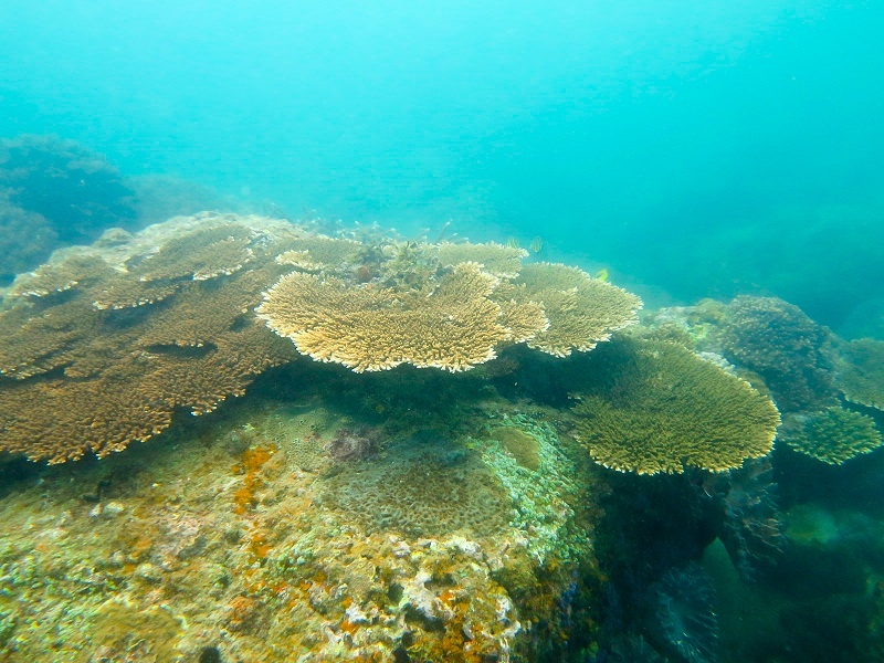 Con Co - nang cong chua ngu quen giua bien ca hinh anh