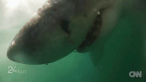 Long bao ho giup boi cung ca map trang hinh anh