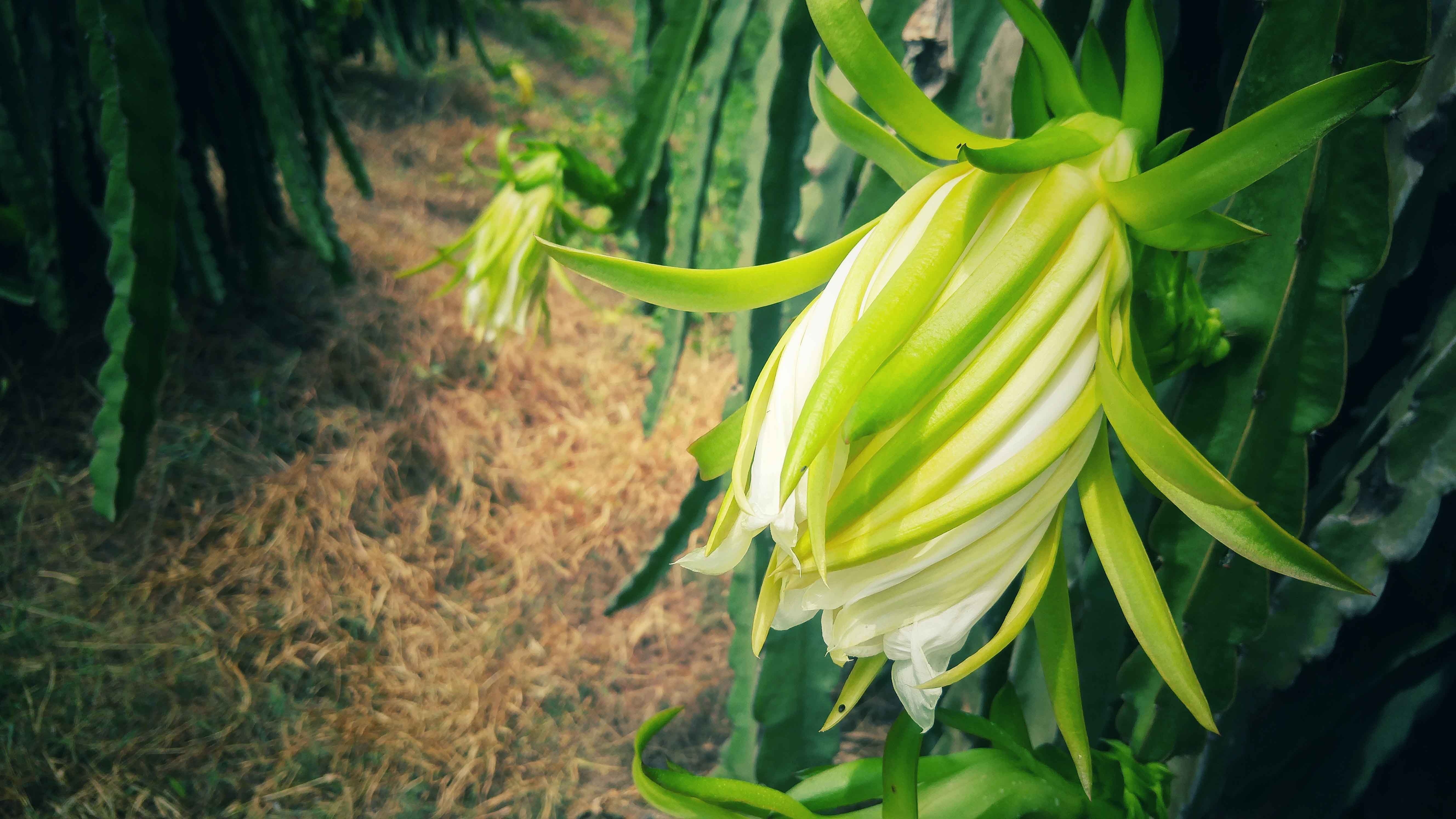 Cung đường biển Nam Trung Bộ ảnh 6 Cung duong bien Nam Trung Bo anh 6