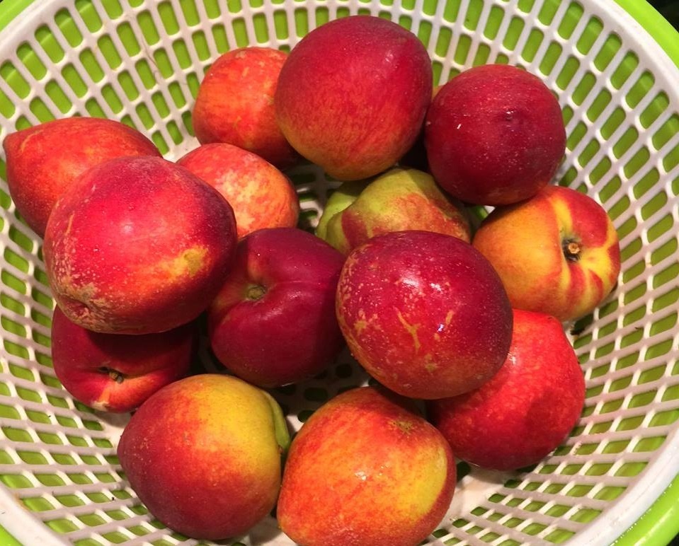 Huong dan lam tra dao anh 1