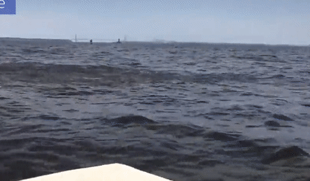 Suyt lat thuyen vi ca voi lung gu hinh anh