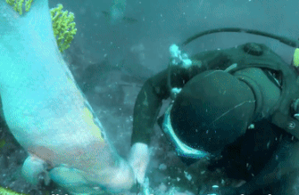 Tinh cam gan bo giua nguoi va ca suot 30 nam hinh anh