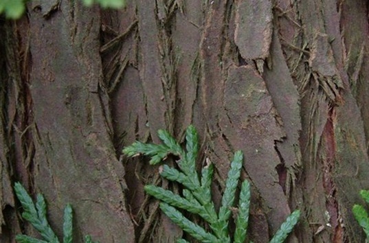 Những cách đối phó ngày ấy ảnh 2 Nhung cach doi pho ngay ay anh 2