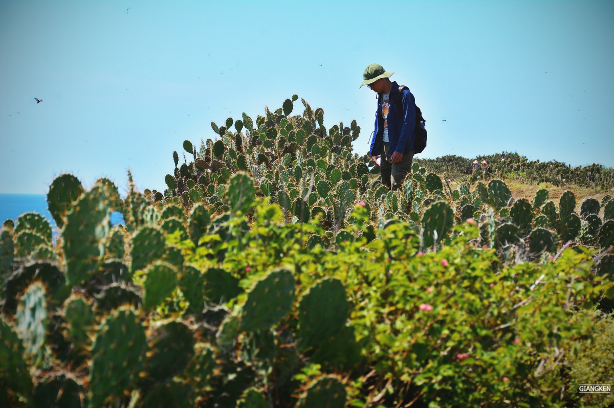 Ganh Ong Bai Xep anh 11