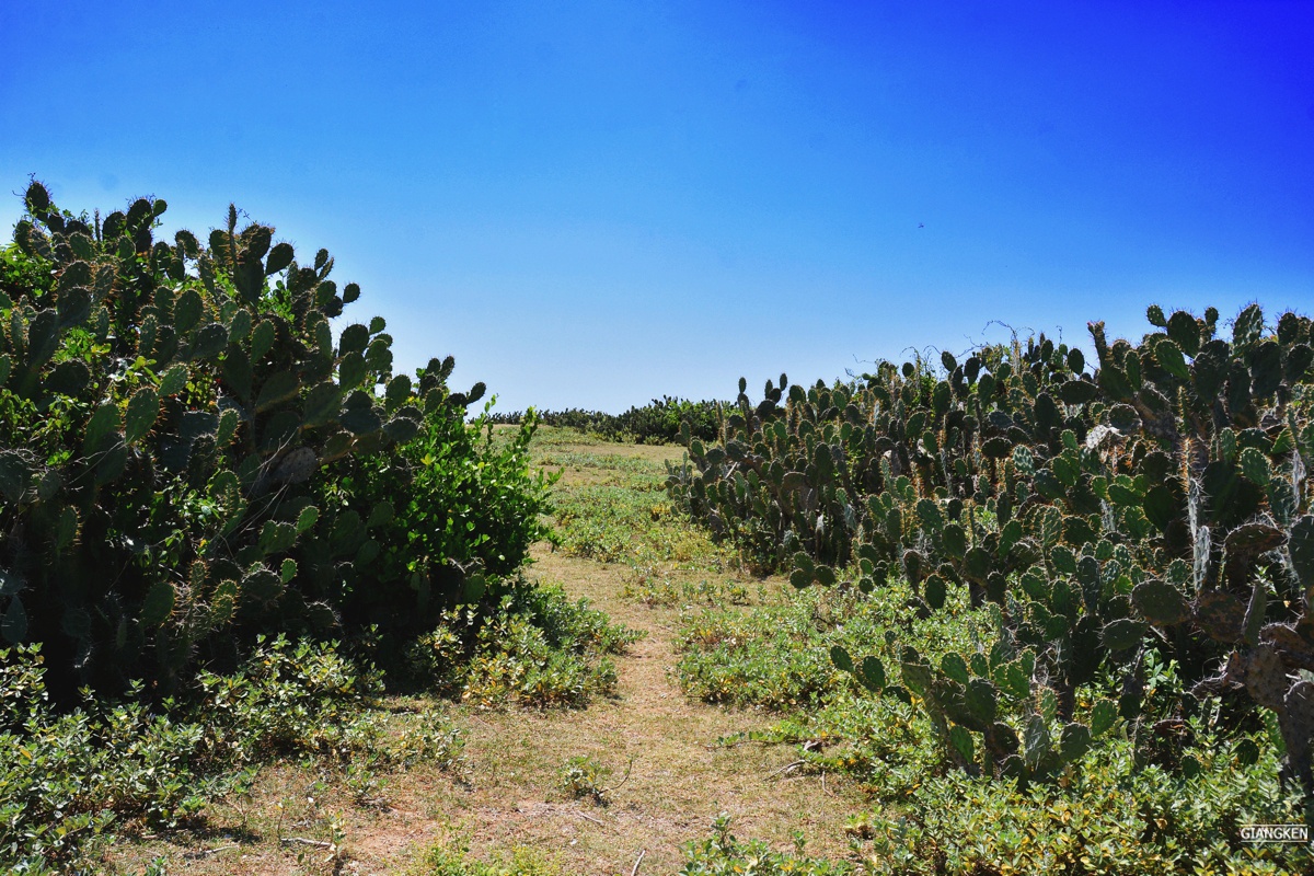 Ganh Ong Bai Xep anh 4