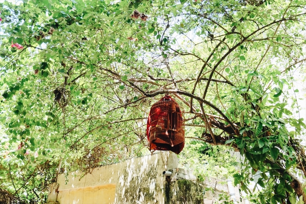 Ha Noi diu dang trong nang he anh 9