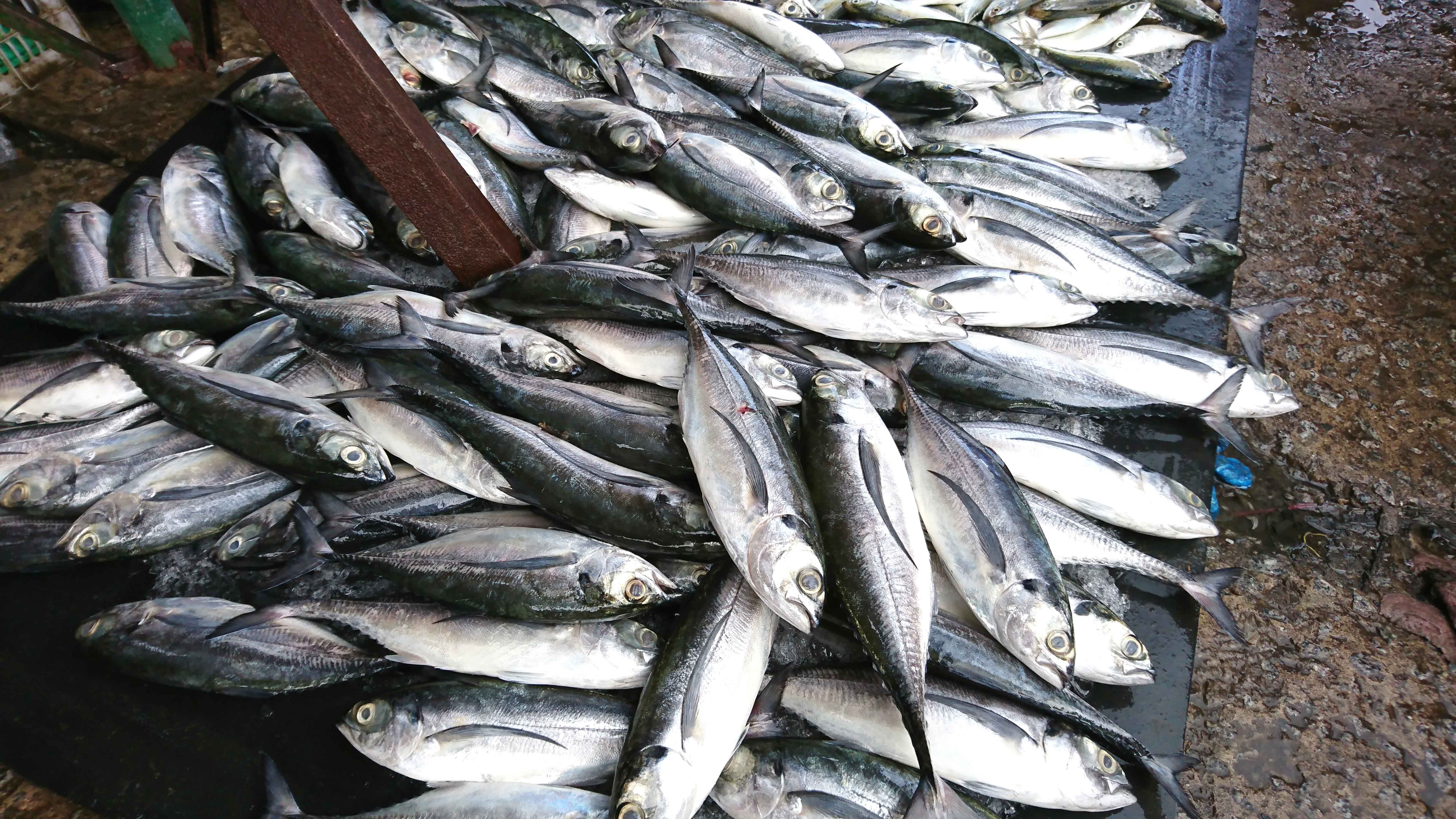 Phu Quoc tinh yeu va noi nho anh 15