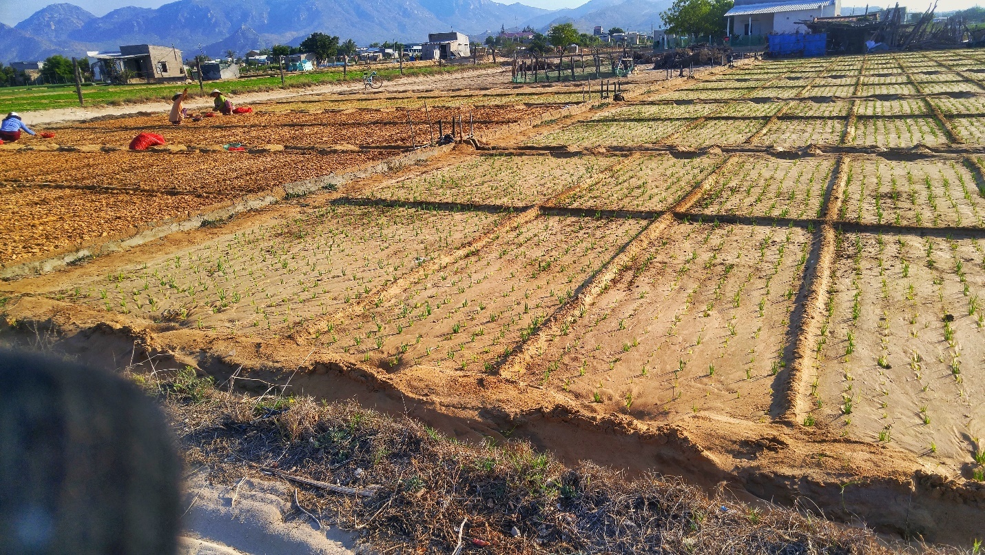 Cung duong bien Nam Trung Bo anh 3