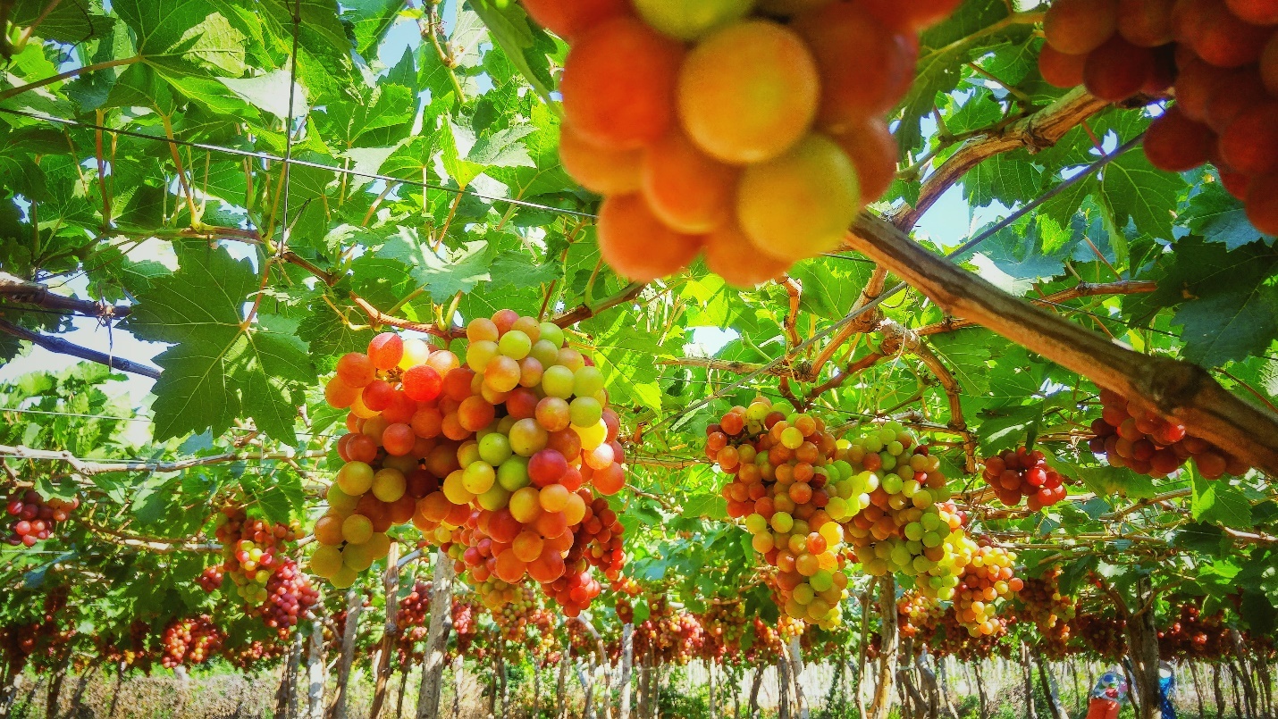 Cung duong bien Nam Trung Bo anh 5