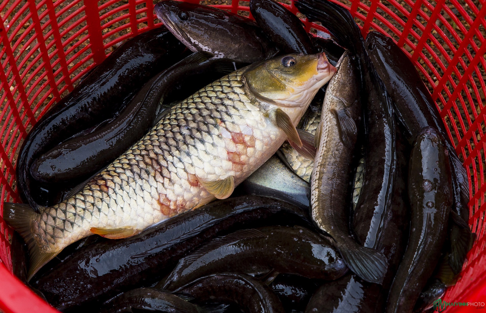 Lang chai song Dong Nai anh 16