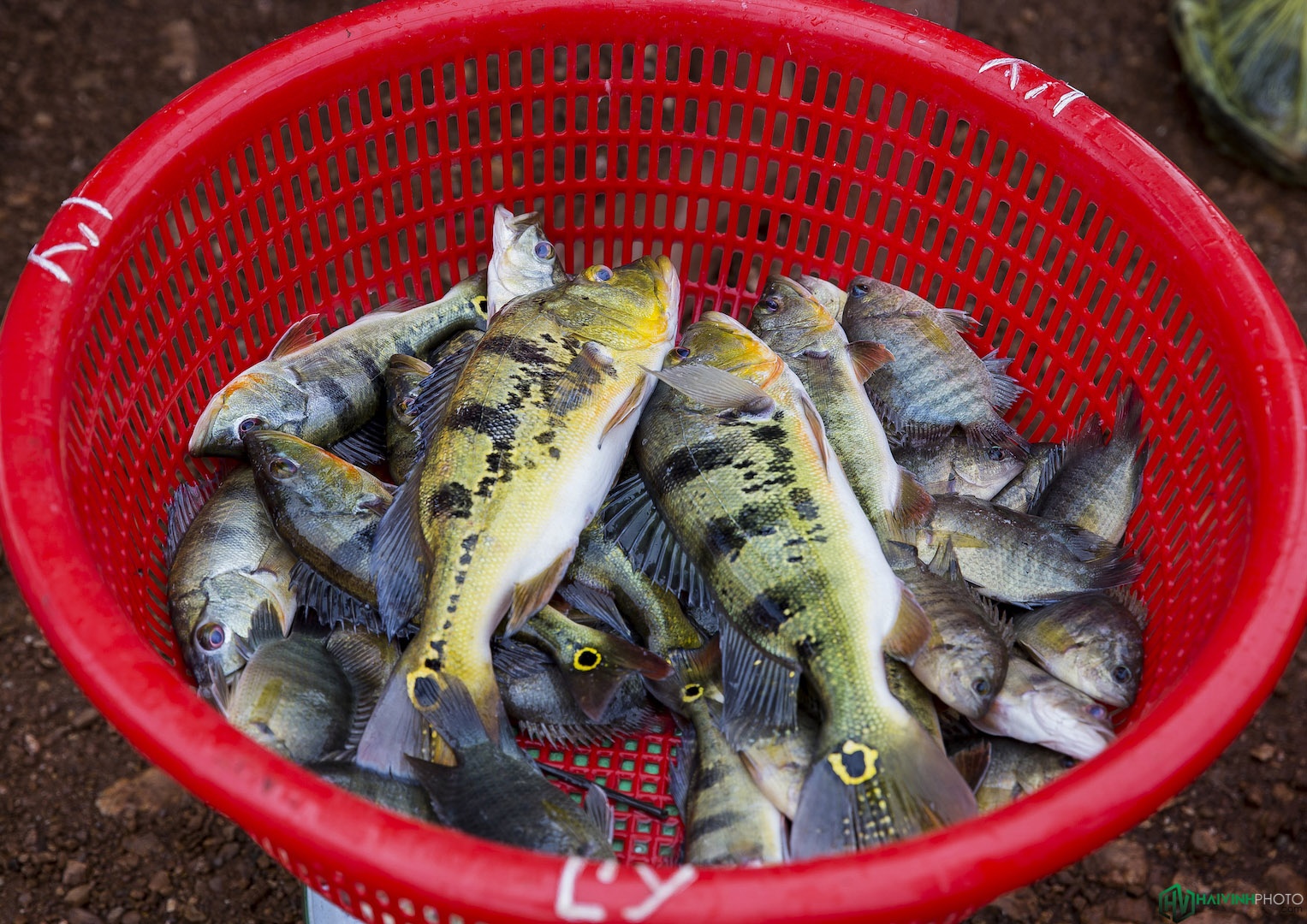 Lang chai song Dong Nai anh 17