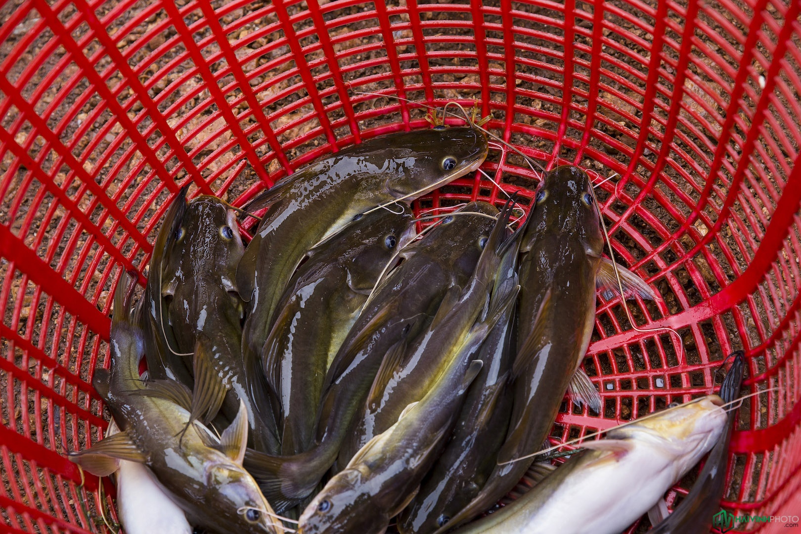 Lang chai song Dong Nai anh 18