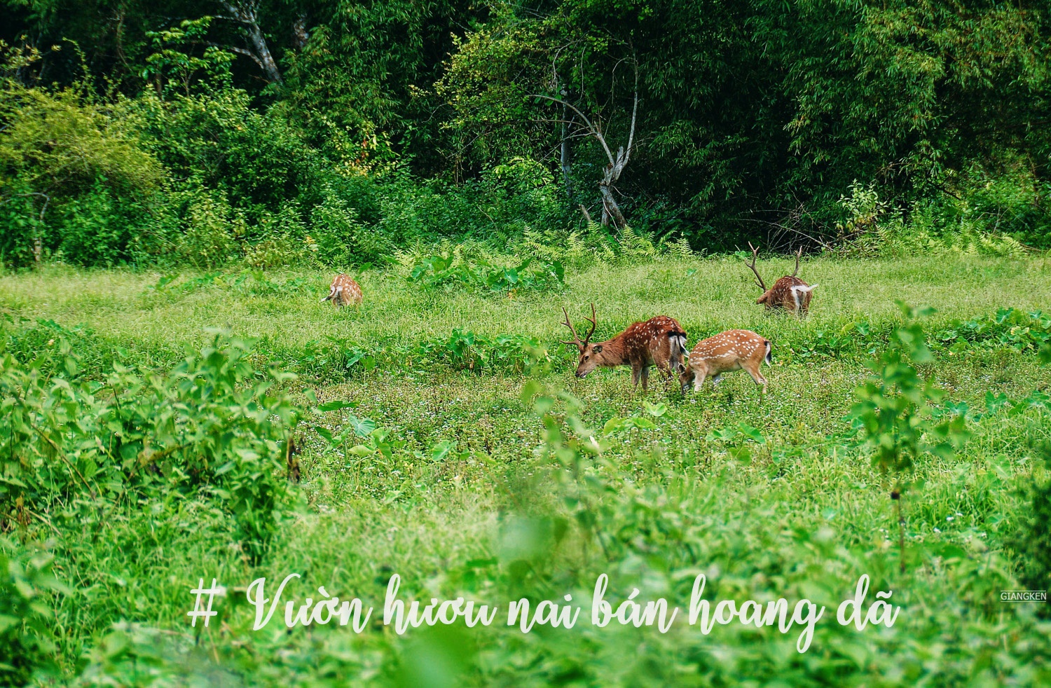 Du lịch đảo Cát Bà ảnh 15 Du lich dao Cat Ba anh 15