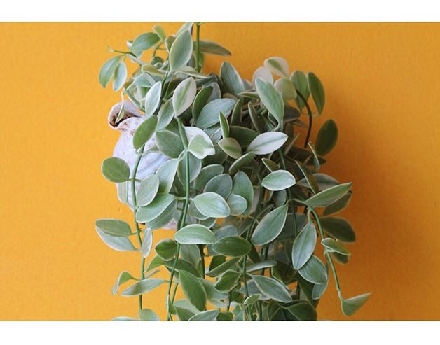 Quan ca phe tong vang anh 11