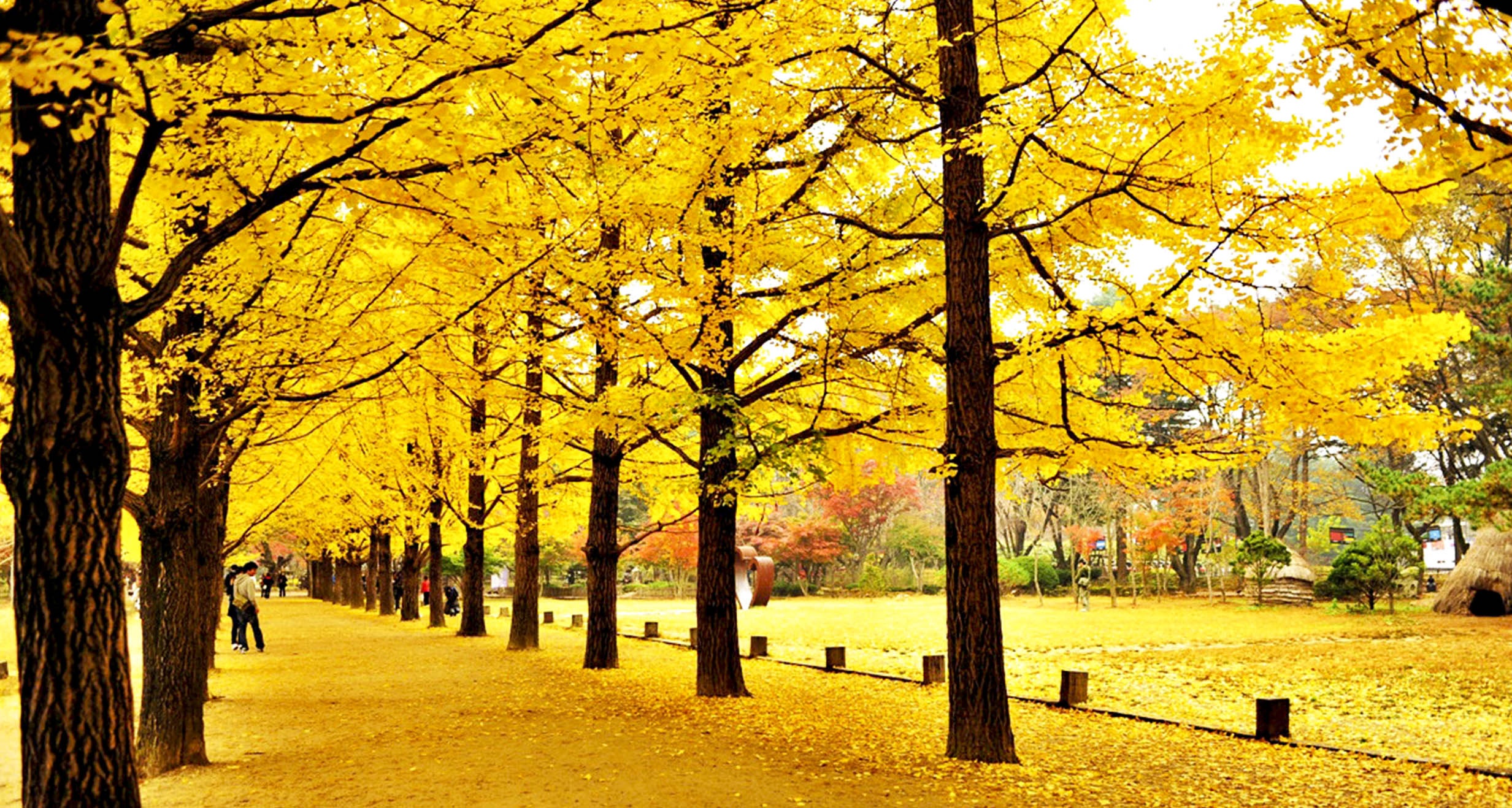 Mua thu tai hon dao trong phim 'Ban tinh ca mua dong' hinh anh