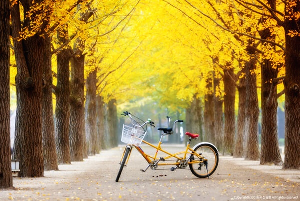 Du lich dao Nami anh 8