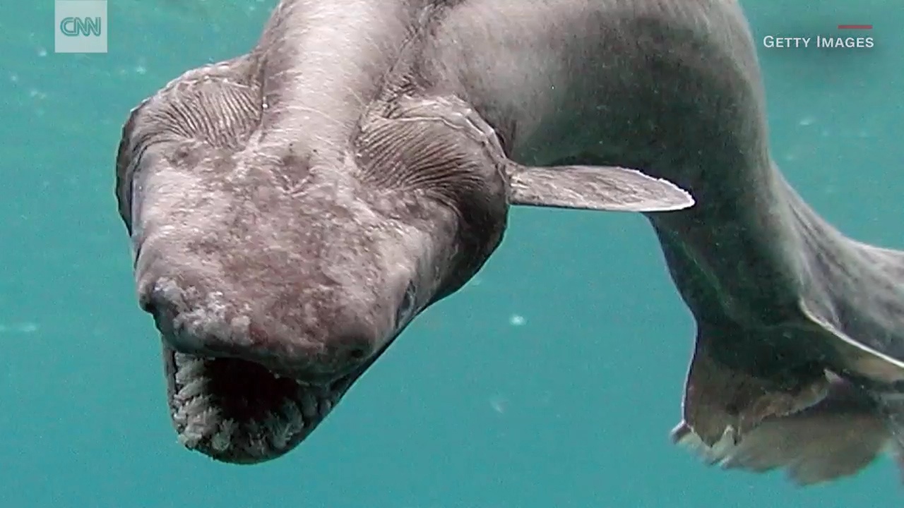 Bat gap loai ca map quy hiem ton tai tu thoi co dai hinh anh