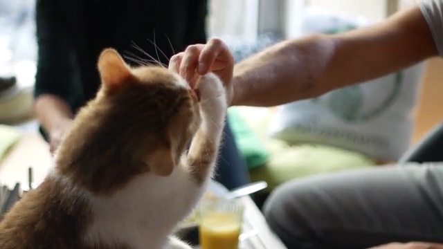 Quan ca phe meo doc dao o Duc hinh anh