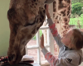 Nhung dia diem ua thich danh cho nguoi yeu dong vat hinh anh