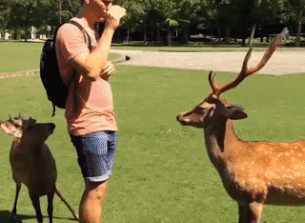 Nhung dieu tuyet voi ban chi tim thay duoc o Nhat Ban hinh anh